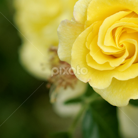 Yellow Rose by Stirbu Eduard Aurel - Flowers Single Flower