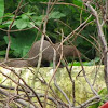 Small Asian Mongoose