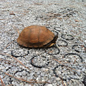 Gulf Coast Box turtle