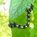 Geometridae caterpillar / Medidor