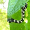 Geometridae caterpillar / Medidor