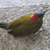 Golden-olive Woodpecker, Carpintero oliváceo