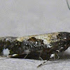 Red-necked Peanutworm Moth