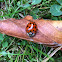 Harlequin Ladybird