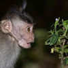 Crab-eating Macaque