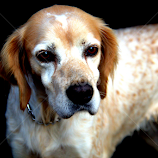 by Luciano Bistoni -  