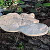 white bracket fungi