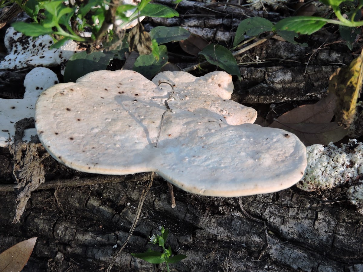 white bracket fungi