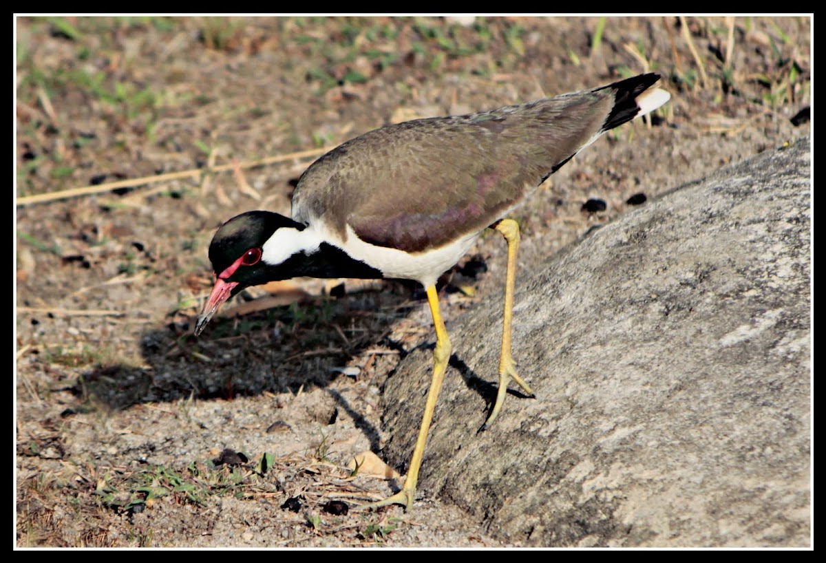 Red wattled lapwing