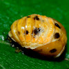 Convergent Lady Beetle- pupa