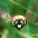 Eastern Carpenter bee