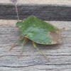 Green Shield Bug