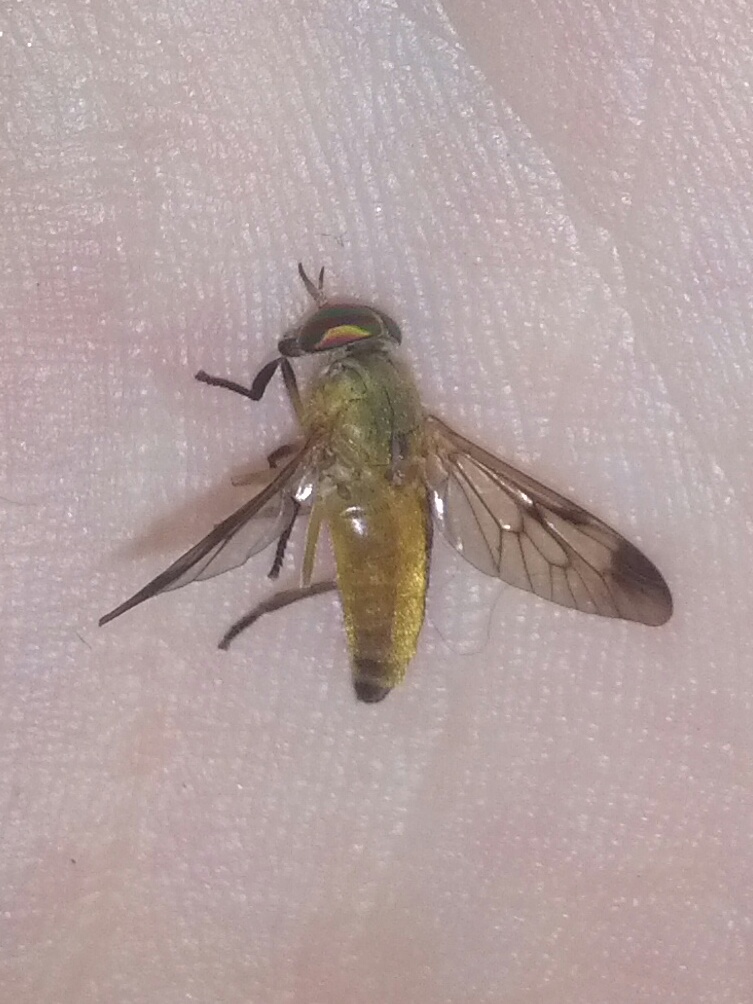 Deerfly/Yellowfly