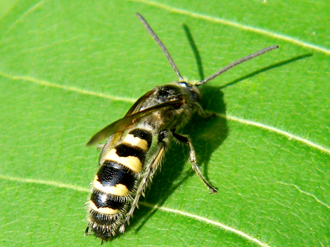 Scoliid wasp, hairy flower wasp