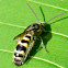 Scoliid wasp, hairy flower wasp
