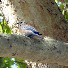 Western Blue Bird