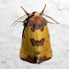 Yellow Sunflower Moth