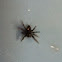Bold jumping spider (juvenile)