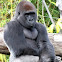 Western Lowland Gorilla