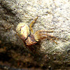 Rock Crab Spider