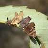 Showy Emerald larva