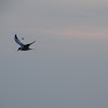 Forster's Tern