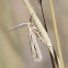 Woolly Grass-veneer Moth (male)