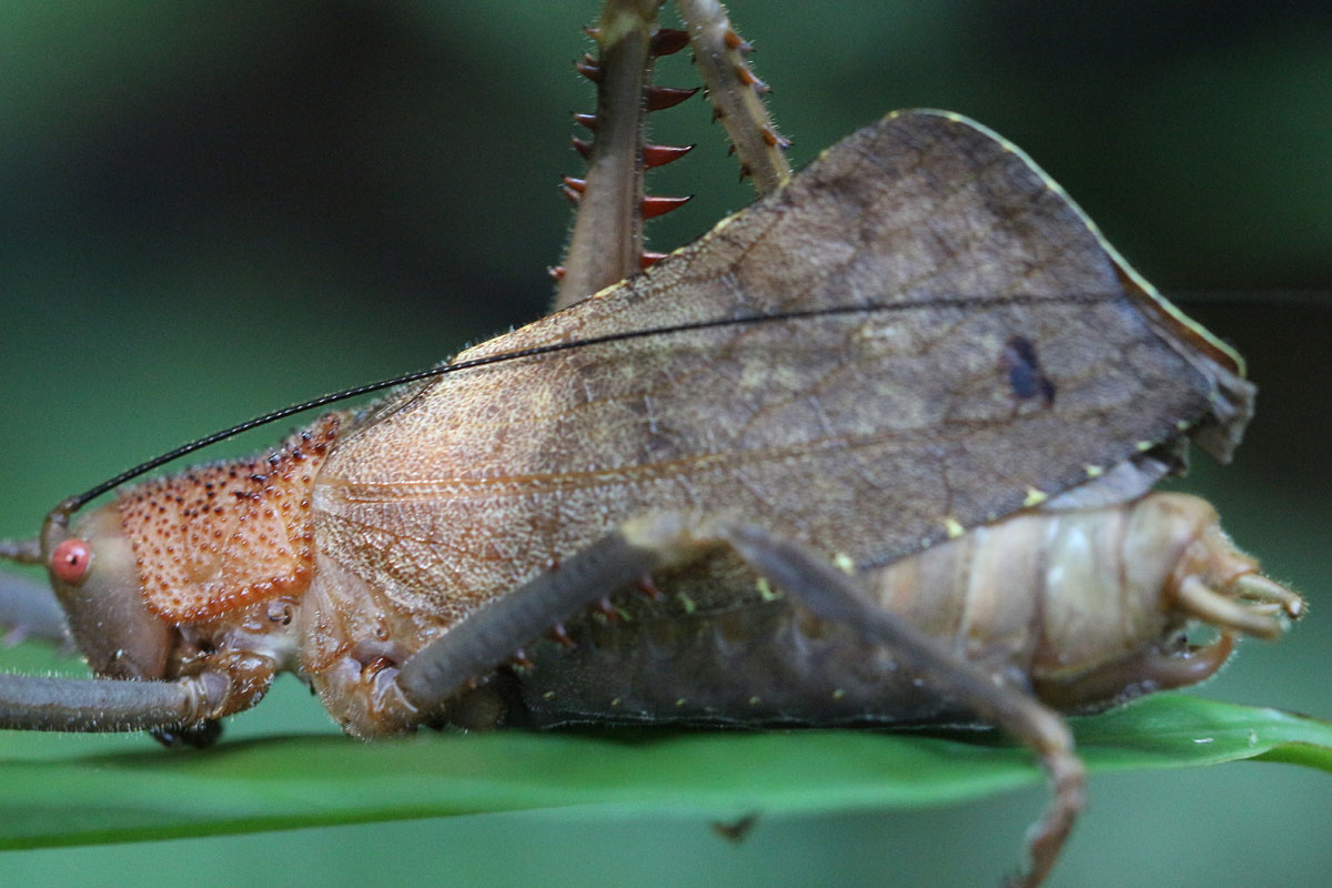 leaf-mimicking katydid