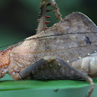 leaf-mimicking katydid