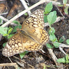 Variegated Fritillary