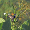 red wing blackbird (female)