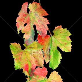 Autumn Grape Leaves by Floyd Hopper - Artistic Objects Still Life