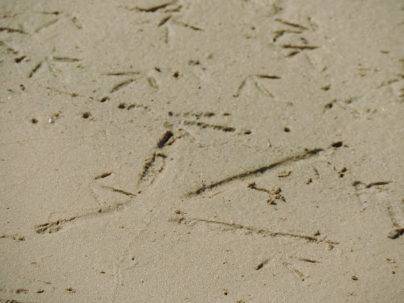 Great Blue Heron Track | Project Noah