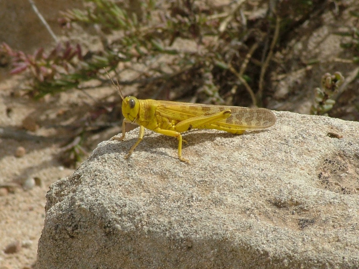 Grasshopper (Cavalletta)