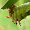 Citheronia laocoon larvae