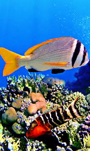 Free Aquarium Live Wallpaper APK for Android