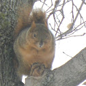 Eastern Fox Squirrel