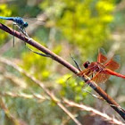 Dragonflies - Flame Skimmer - Blue Dasher Dragonfly 