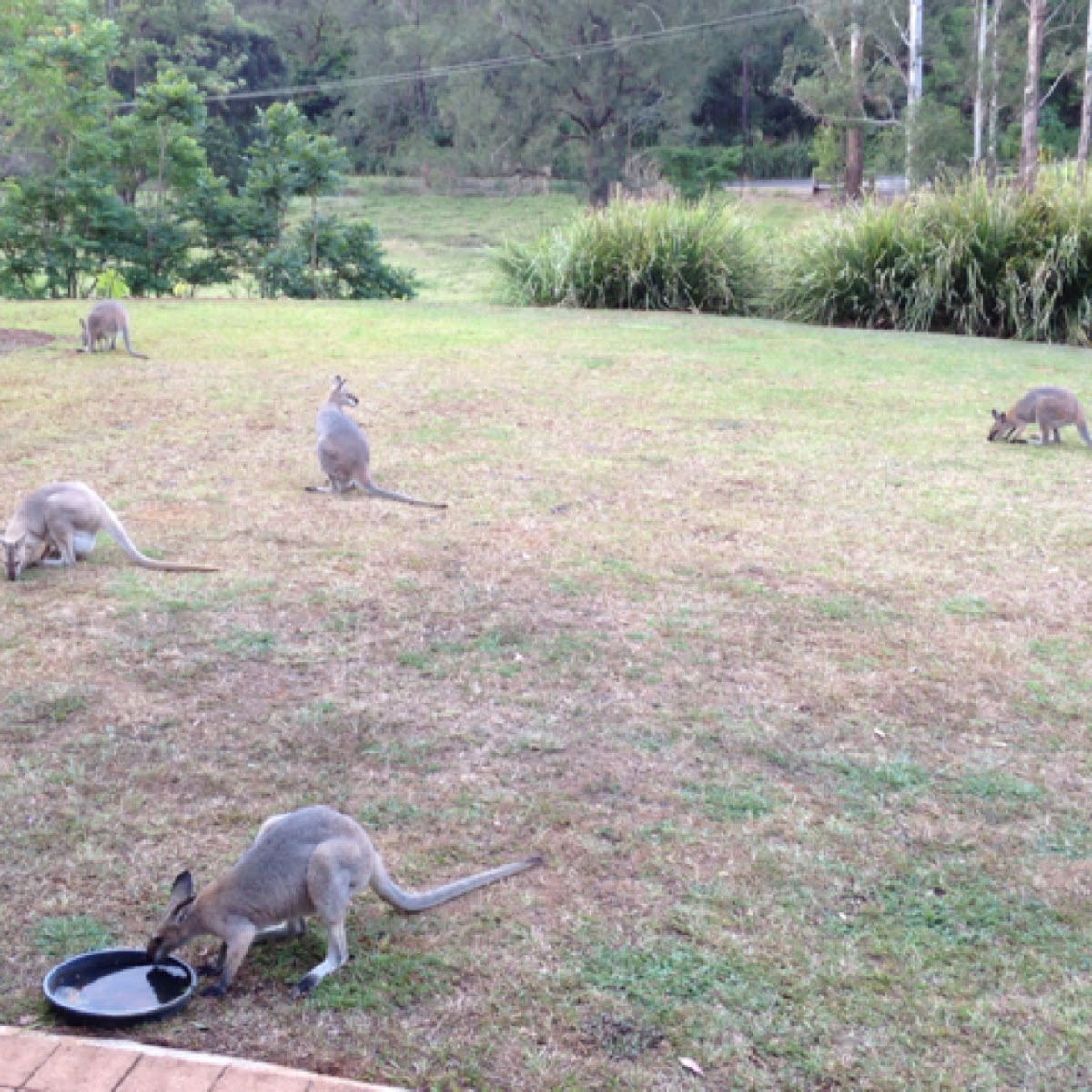 Red Necked Wallabies