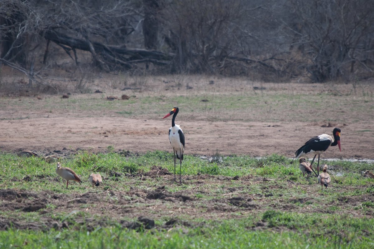 Saddle-billed Stork with Egyptian Geese