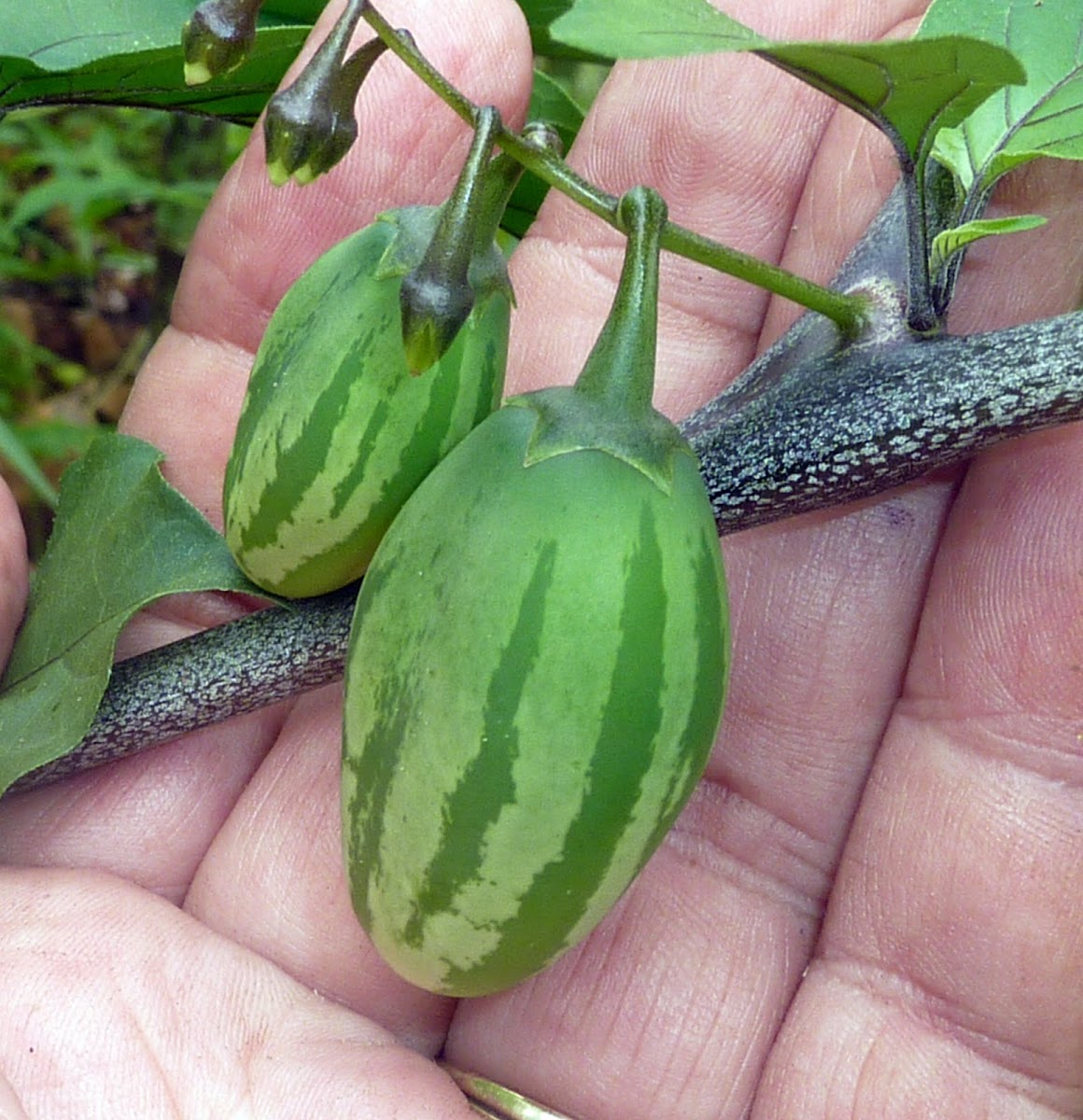Wild eggplant