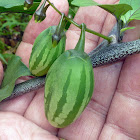 Wild eggplant