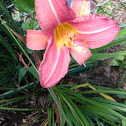 Day lily