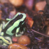 Green / Black poison Dart Frog