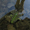 Perez's frog