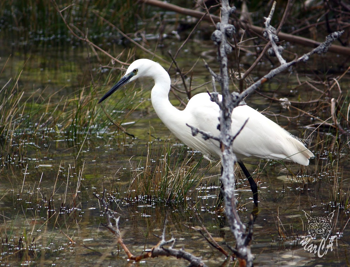 Little Egret - Volavka stříbřitá