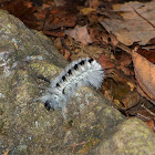 Hickory Tussock Moth (larvae)