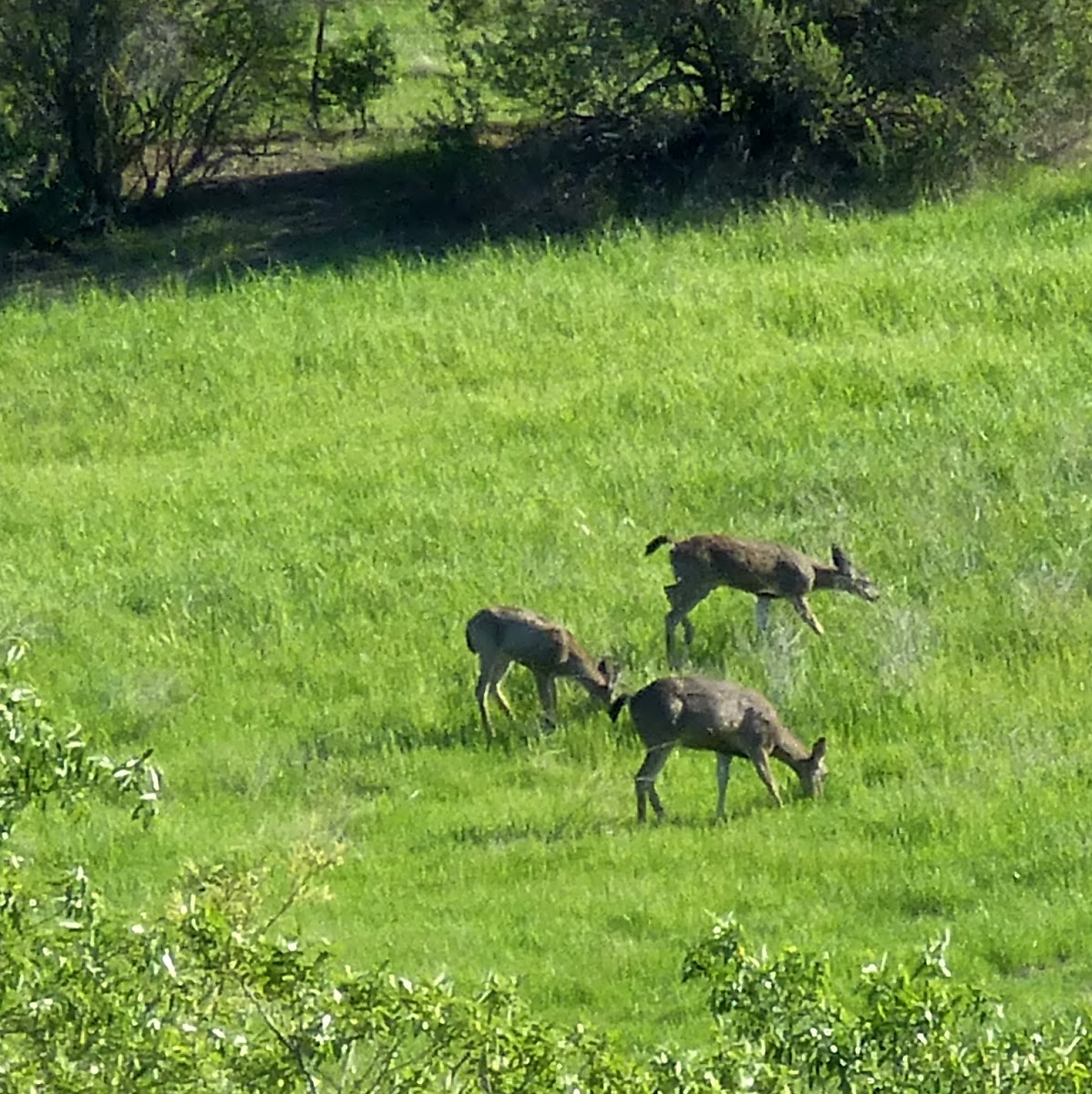 Columbian Black-tailed Deer