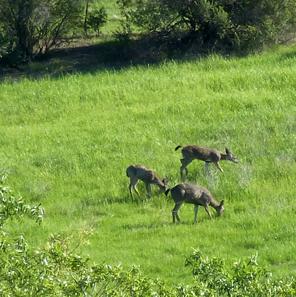 Columbian Black-tailed Deer | Project Noah