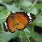 Plain Tiger or African Monarch